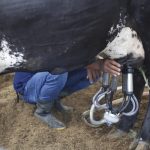 No espaço para áreas de animais, entre os dias 26 e 28 de setembro, ocorrerá a disputa do torneio leiteiro