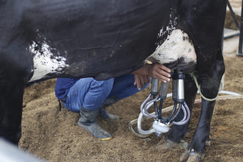 No espaço para áreas de animais, entre os dias 26 e 28 de setembro, ocorrerá a disputa do torneio leiteiro