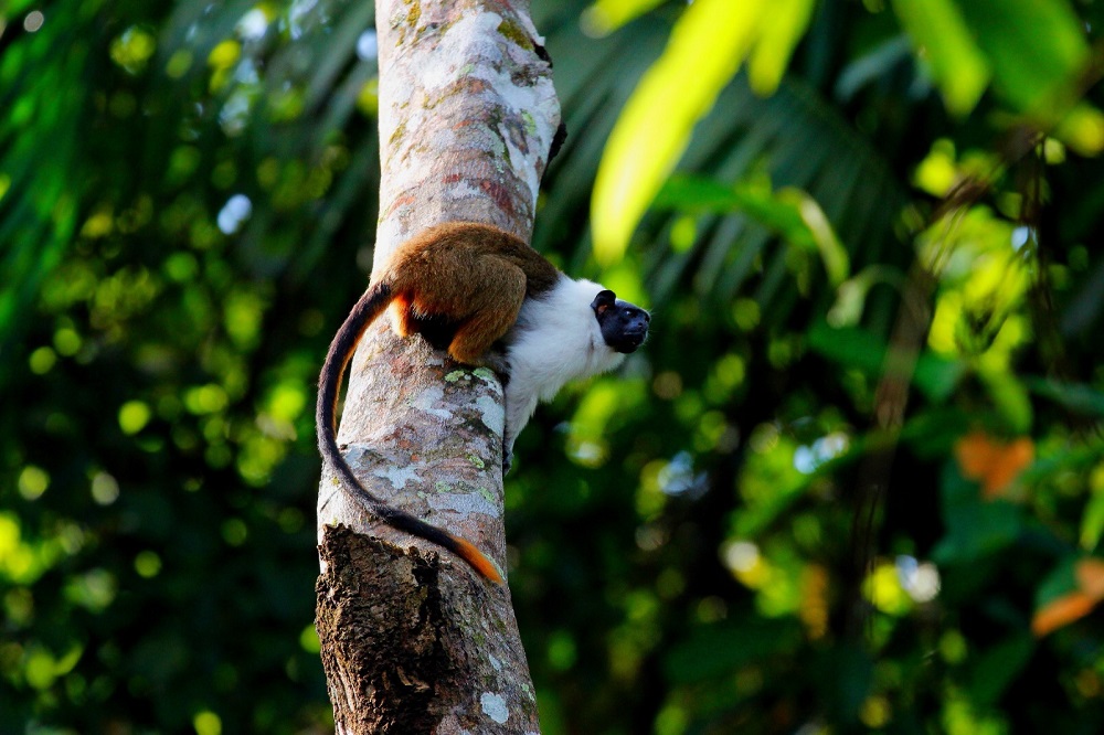 Reconhecido como mascote oficial da cidade, o pequeno primata endêmico do Amazonas corre risco de desaparecer