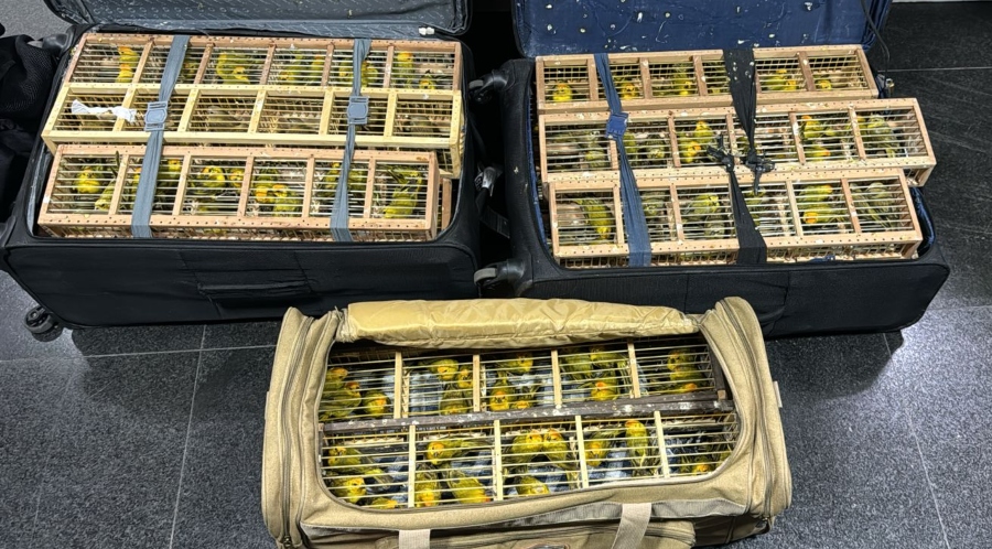 PF arrests man who tried to board 300 exotic birds at Manaus Airport