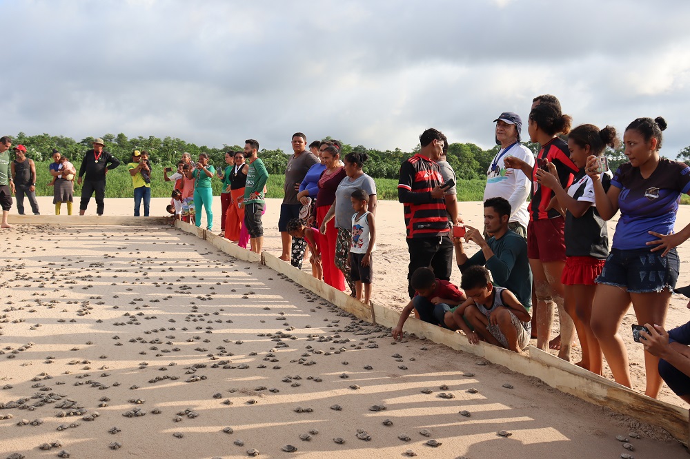 Evento contou com o trabalho dedicado de 66 monitores responsáveis pela preservação de 19 tabuleiros de quelônios ao longo do ano