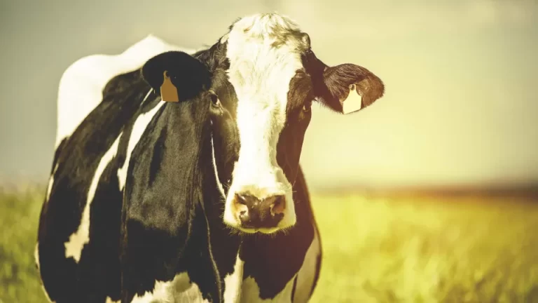 Trabalhador morre em fazenda e suspeita é de que tenha tentando abusar de vaca (Foto: Reprodução Shuterstoock)