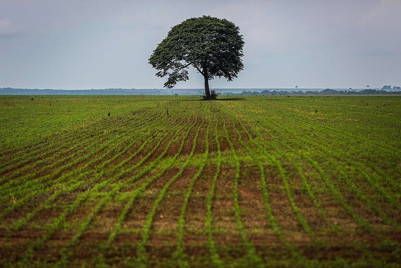 Agro perde dinheiro na Amazônia, com eventos climáticos (Foto: Bruno Kelly/Greenpeace