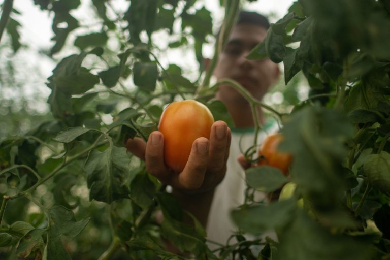 As inscrições para a Chamada Elos da Amazônia 2024 - Edição Empreendedorismo Científico Indígena foram prorrogadas (Foto: Divulgação)