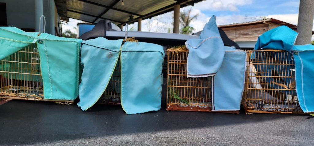 Curió apreendido durante operação ambiental em Iranduba, Amazonas