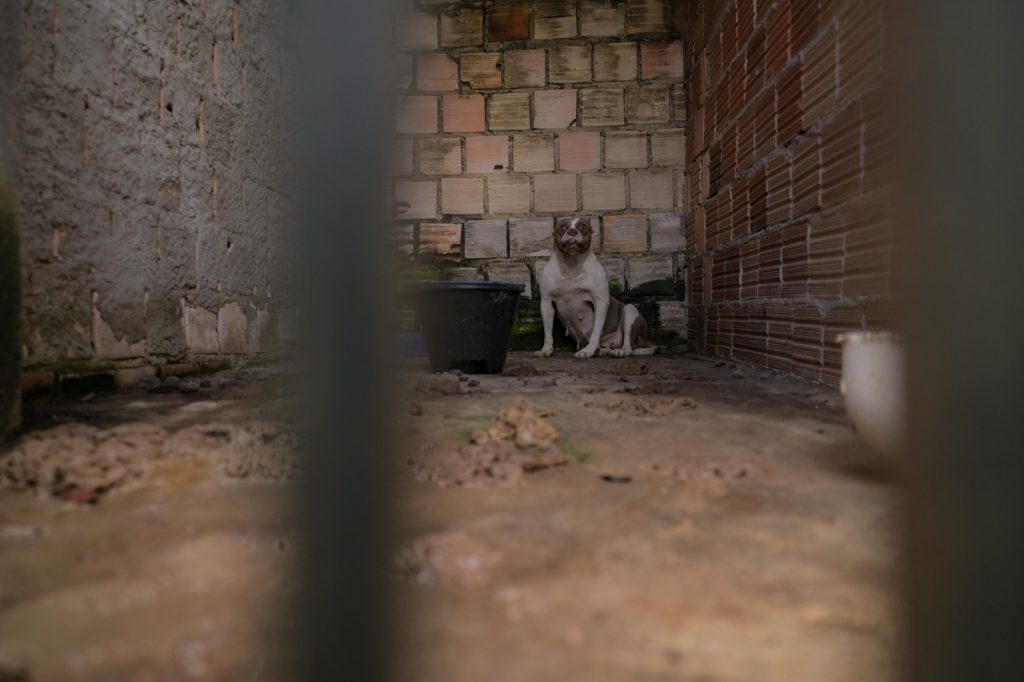Cães da raça Pit Monster sendo resgatados de canil clandestino em Manaus