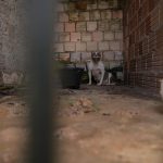 Cães da raça Pit Monster sendo resgatados de canil clandestino em Manaus