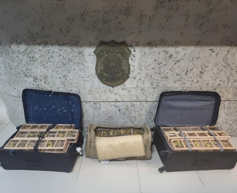 Malas apreendidas com aves silvestres vítimas de maus-tratos no Aeroporto de Manaus