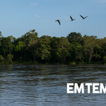 Vista do rio Javari, cercado por árvores e pássaros