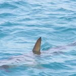 Avistamento de tubarão-martelo causa susto em surfistas no Rio de Janeiro
