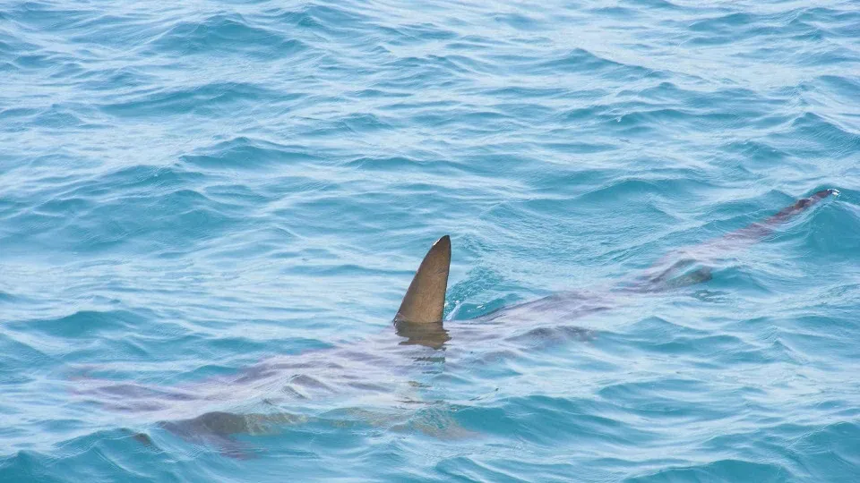 Avistamento de tubarão-martelo causa susto em surfistas no Rio de Janeiro