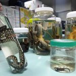 animais peçonhentos