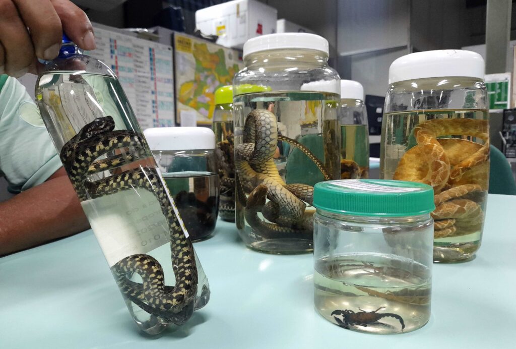 animais peçonhentos
