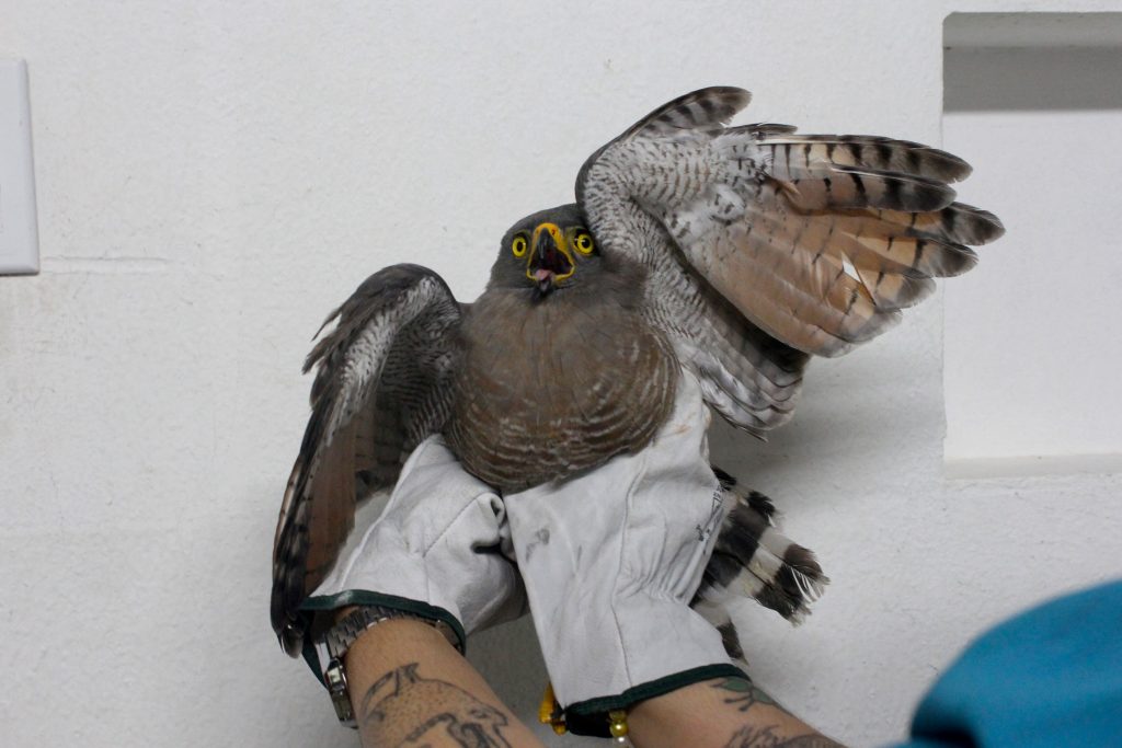 Filhote de gavião-carijó resgatado ferido em Manaus próximo ao Sambódromo