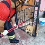 Cachorro sendo resgatado por bombeiros após ficar preso em portão em Manacapuru-AM