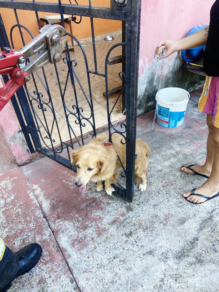 Secom_Corpo_De_Bombeiros_Resgate_Cachorro_Em_Manacapuru_Foto_Arquivo_CBMAM-