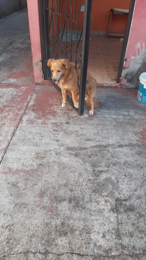 Secom_Corpo_De_Bombeiros_Resgate_Cachorro_Em_Manacapuru_Foto_Arquivo_CBMAM-