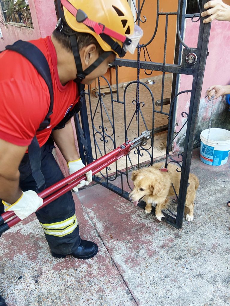 Cachorro sendo resgatado por bombeiros após ficar preso em portão em Manacapuru-AM