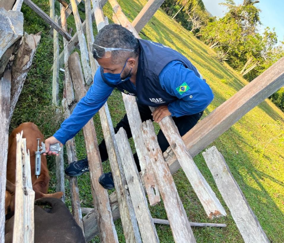 Vacinação raiva apuí