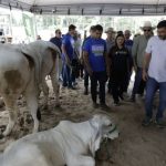 Amazonas é considerado zona com gado livre de aftosa