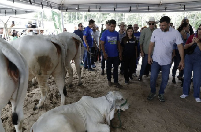 Amazonas é considerado zona com gado livre de aftosa