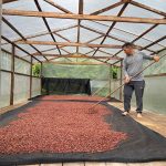 Sacos com amêndoas secas de cacau prontos para exportação em comunidade de Guajará-AM