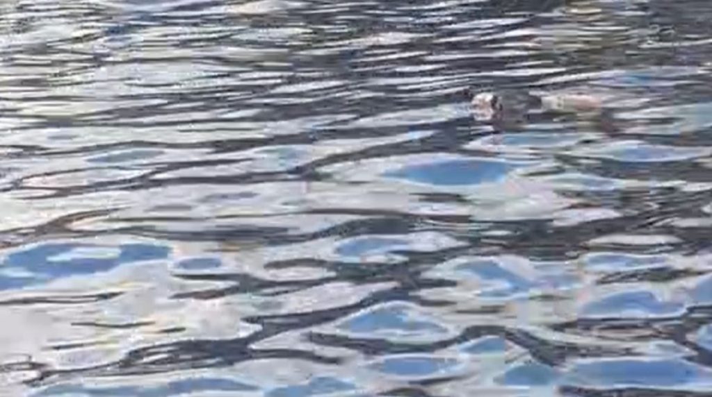 corpo igarapé Manaus