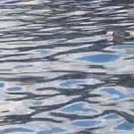 corpo igarapé Manaus