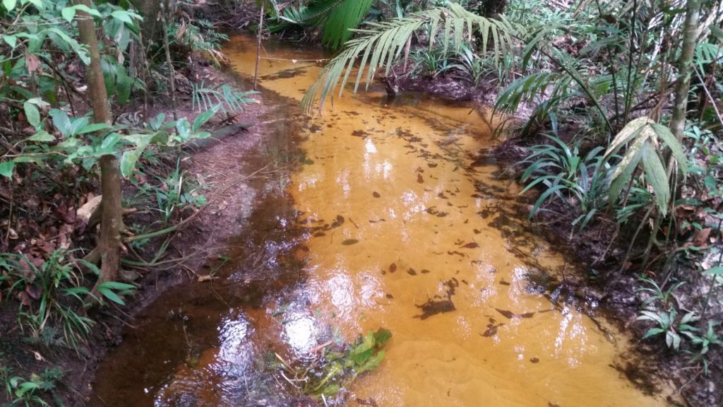 Nascente de igarapés que passam em áreas urbanas de Manaus (Foto: Divulgação)
