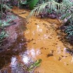 Nascente de igarapés que passam em áreas urbanas de Manaus (Foto: Divulgação)