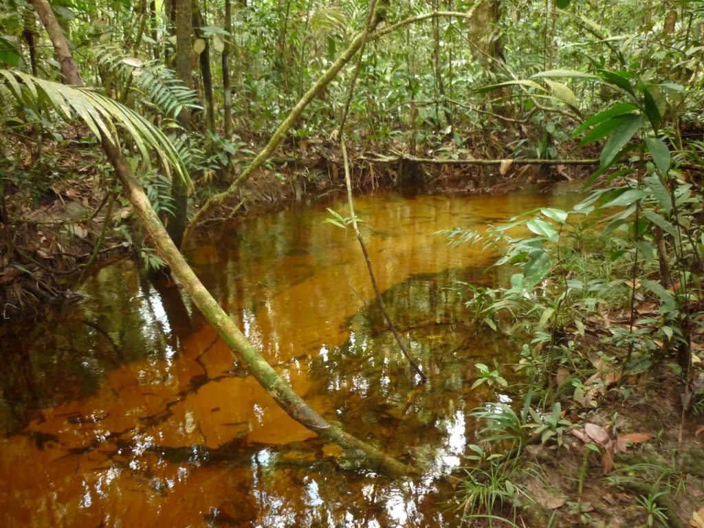 Nascente de igarapés que passam em áreas urbanas de Manaus (Foto: Divulgação)
