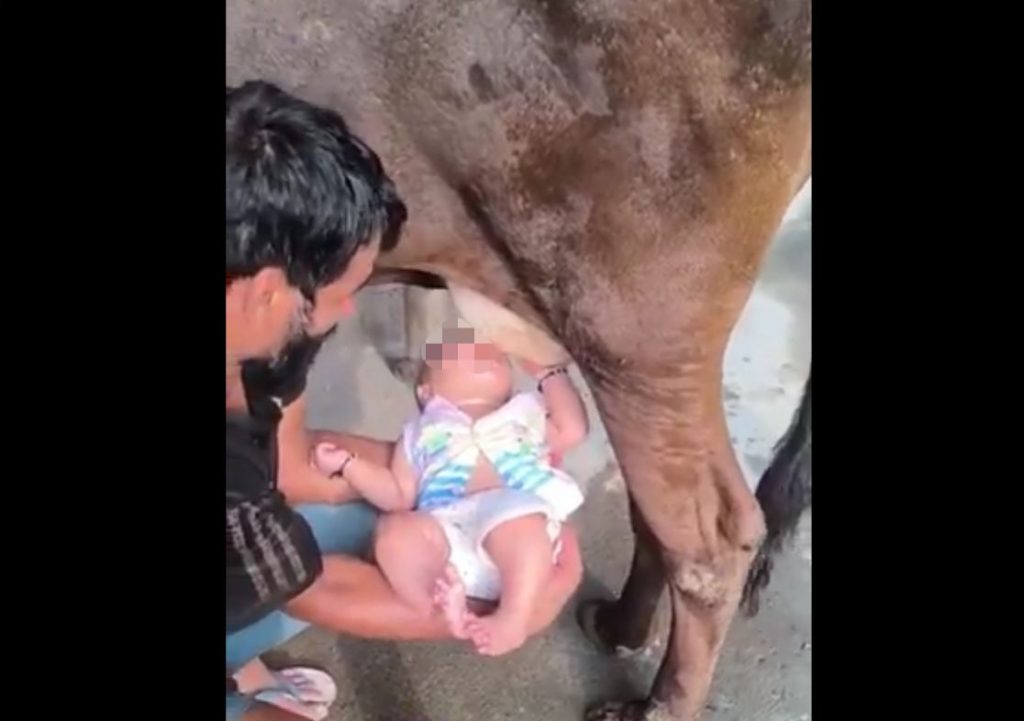 Pai segura bebê mamando diretamente em vaca na Índia