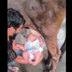 Pai segura bebê mamando diretamente em vaca na Índia