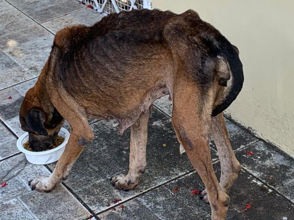 Cadela resgatada com sinais de maus-tratos no bairro Dom Pedro, em Manaus