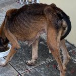 Cadela resgatada com sinais de maus-tratos no bairro Dom Pedro, em Manaus