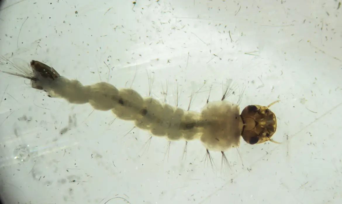 Brasil inaugura maior biofábrica do mundo de mosquitos ‘do bem’