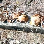 Área de mata em Tefé onde ossadas humanas foram encontradas pela polícia