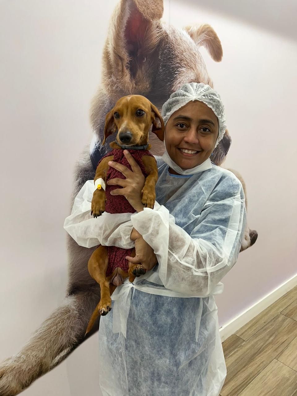 Cuidados essenciais com os cães no Dia Mundial do Cachorro