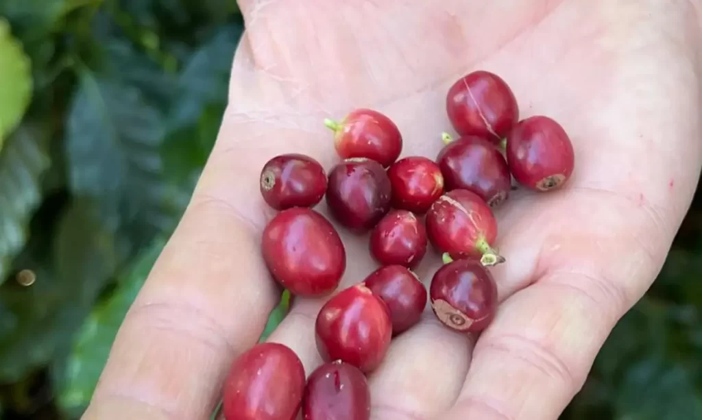 Sacas de café brasileiro prontas para exportação em armazém