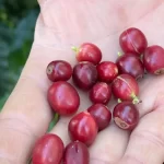 Sacas de café brasileiro prontas para exportação em armazém