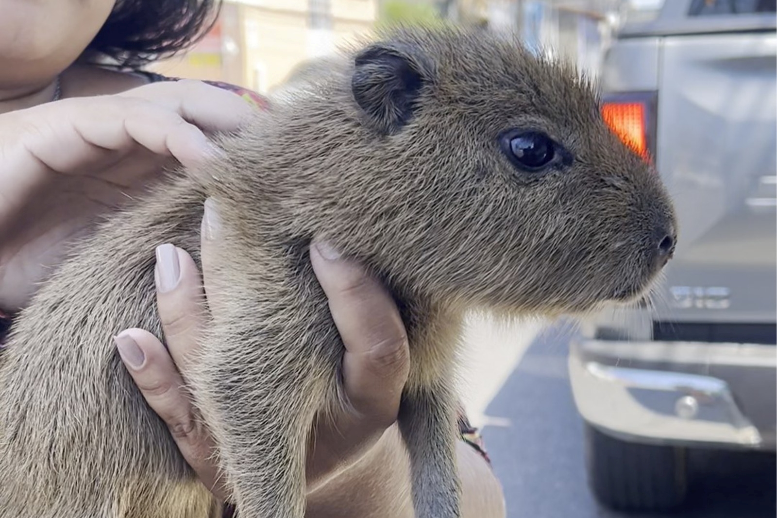 Filhote de capivara vendido por R$ 20 é resgatado pelo Ipaam em Manaus