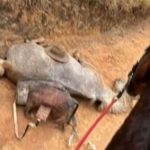 Cavalo mutilado em Bananal gera revolta e investigação policial