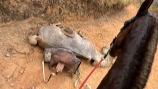 Cavalo mutilado em Bananal gera revolta e investigação policial