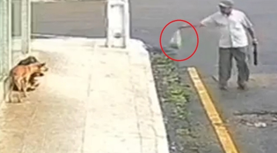 VÍDEO: Idoso é preso após matar 4 cachorros envenenados