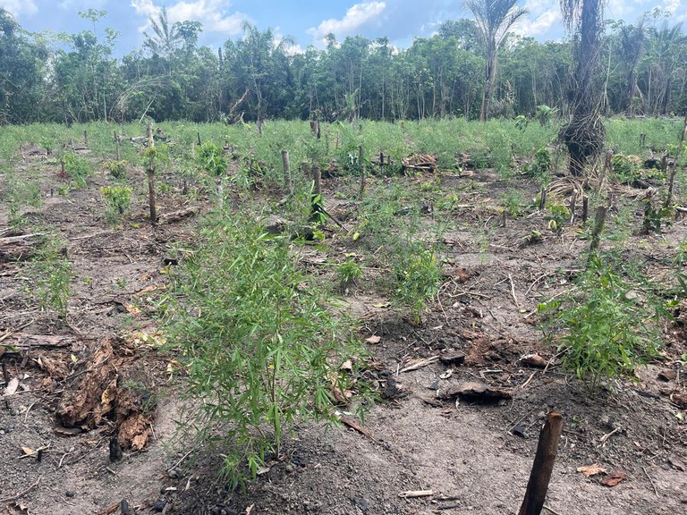 PF destrói 8 mil pés de maconha em áreas isoladas do Amazonas