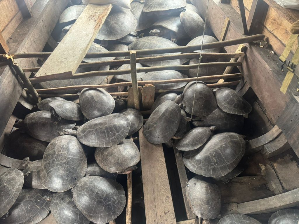 Polícia Civil do Amazonas apreende barco com quatro toneladas de quelônios em Canutama