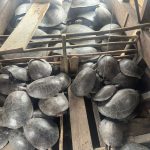 Polícia Civil do Amazonas apreende barco com quatro toneladas de quelônios em Canutama