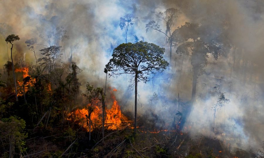 Mapeamento com IA pode prevenir desmatamento na Amazônia