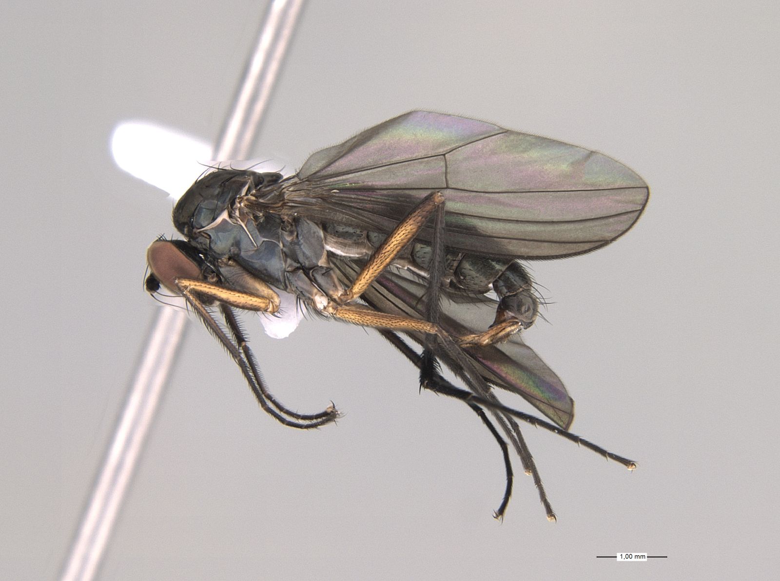 Pesquisa identifica diversidade de moscas amazônicas