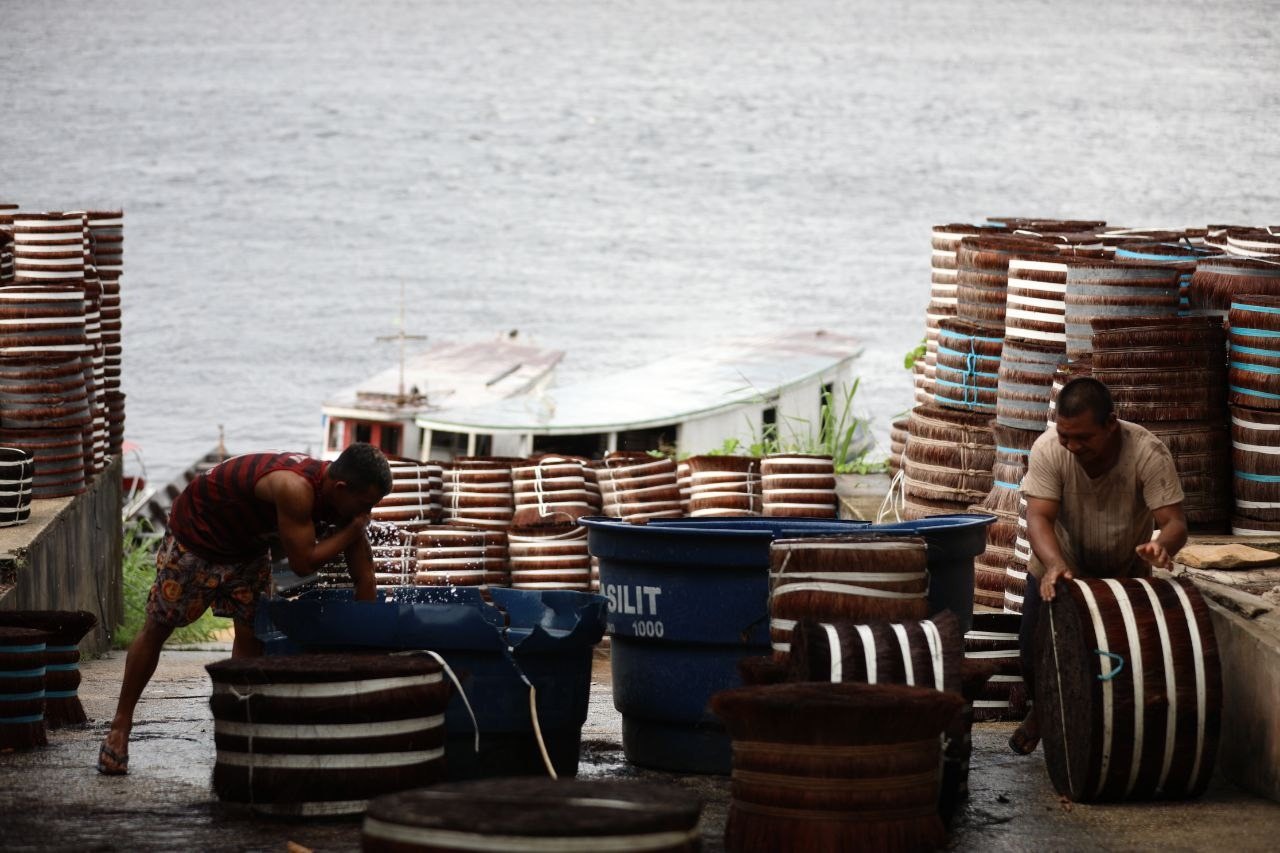 Wilson Lima abre edital para apoio financeiro a extrativistas da piaçava no AM